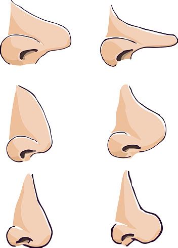 鼻子|Human nose